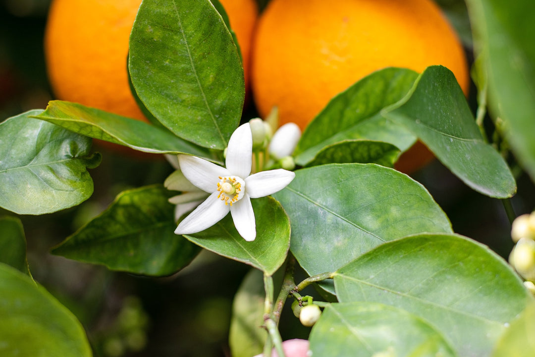 A white orange blossom flower among glossy green leaves, with ripe oranges on the branch behind